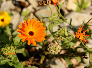 Orange marigold flowers in a garden in the autumn