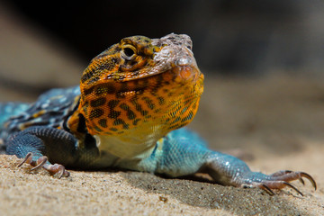 lizard