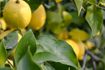 Wild lemon tree close up