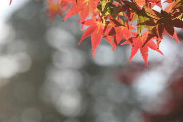 逆光の紅葉・モミジ