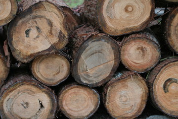 積み上げられた丸太の切り口
