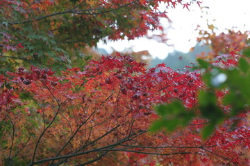 逆光の紅葉・モミジ