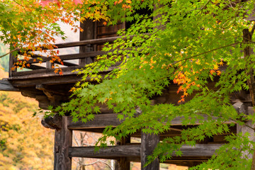 鮮やかに紅葉した楓