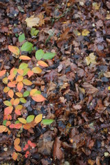 baby tree in autumn
