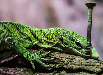 Lizard and nail