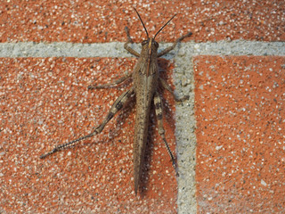 grasshopper insect animal