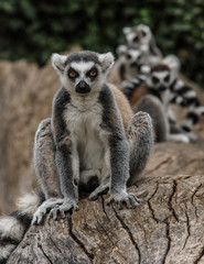Lemur