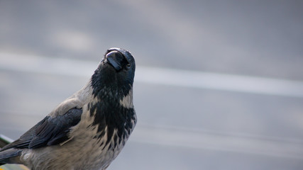 Urban Crow in Berlin streets