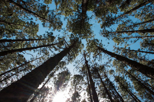 contrapicado de arboles con cielo azul