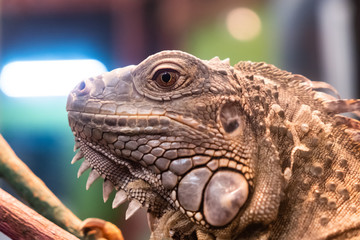 iguana portrait close up head shot