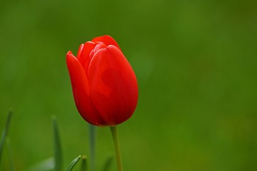 Obraz premium red tulip on green background