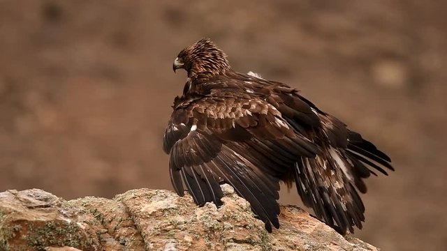 Hembra de aguila real se alimenta sobre una roca