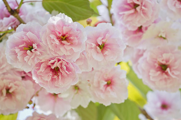 White and pink flowers of Japanese cherries.  Flowering  sakura