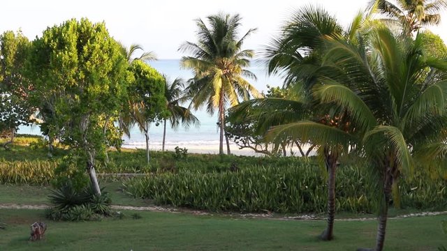 Beautiful Coconut palms and path to the Blue Atlantic Ocean beach in Holguin district of Cuba - October 31 2108.