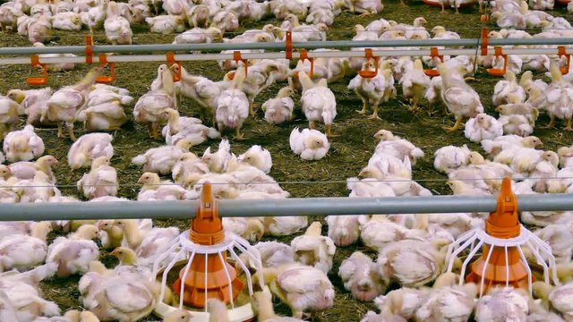 Growing Broiler Chickens on the Farm / Chickens for fattening on a modern poultry farm