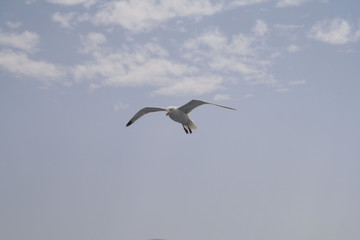 mouette