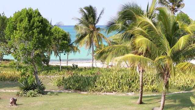 Beautiful Coconut palms and path to the Blue Atlantic Ocean beach in Holguin district of Cuba - October 31 2108.