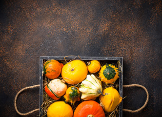 Assortment of decorative colorful pumpkins