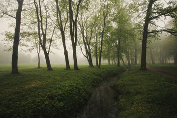 Fototapeta na wymiar Foggy green forest