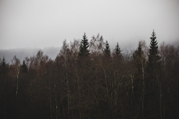fog in the forest