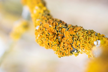 Common yellow lichen Xanthoria parietina on bark of tree in spring forest
