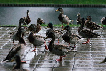 ducks on a city road in the rain