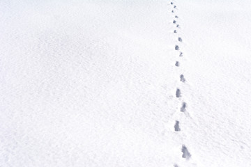 Fox foot animal tracks in the snow