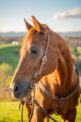 Obraz premium Brown horse back lit by the sun