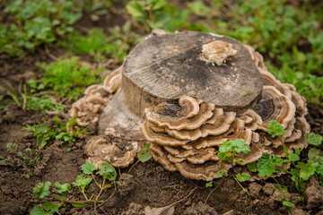 Mushroom grows on an old tree trunk. A group of large tree fungi or fungi parasitizes
