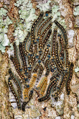 Forest Tent Caterpillar Moth