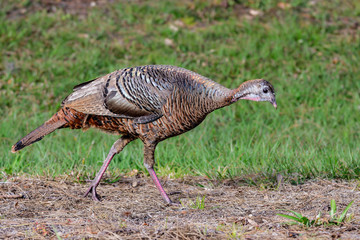 Florida wild turkey