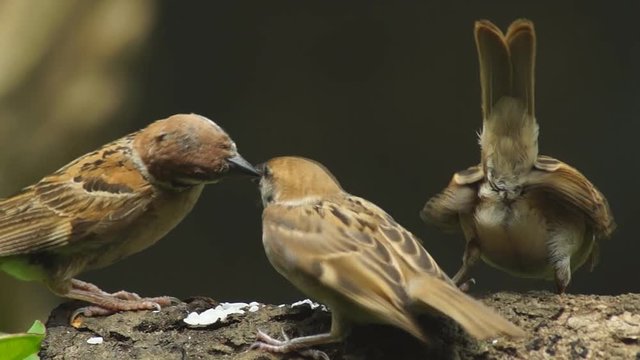 Philippine Maya Bird or Eurasian Tree Sparrow or Passer montanus perching on a tree branch feeding on rice grains