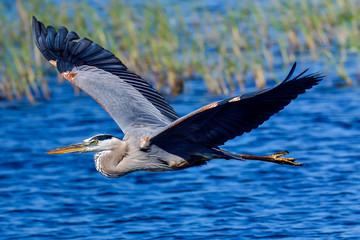Great Blue Heron