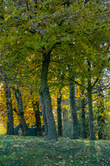 Herbstlich verfärbte Bäume