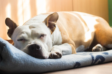 Dog sleeping on the blanket  