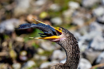 Anhinga