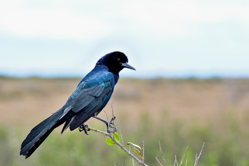 Boat-tailed grackle