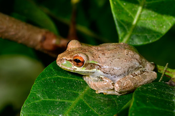 Obraz premium Cuban treefrog