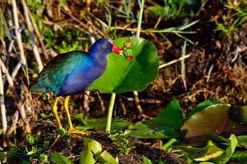 Purple gallinule