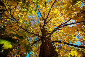 autumn tree with colorful leaves in the park