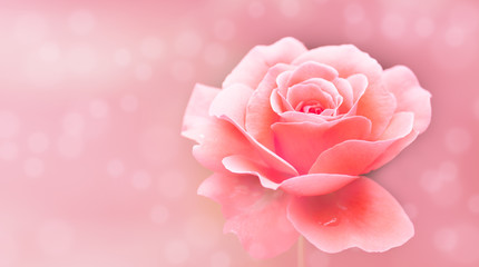 Single pink and white rose isolated on a pink selective soft blur backdrop bokeh out of focus background with use of shallow depth of field. Photo color toned with copy space.