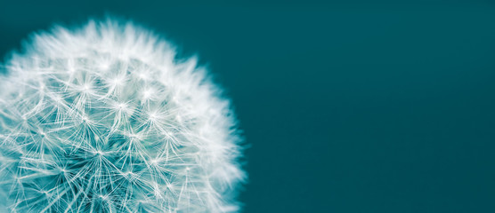 Dandelion head macro closeup photo isolated on a green cyan background in wide panorama format and...