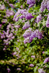 Pink lilac blooms in the Botanical garden 