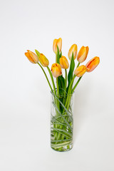 Tulips in Studio