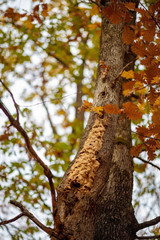 Obraz premium nest of wasps on a tree in the woods