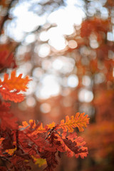 picture with abstract autumn tree leaves
