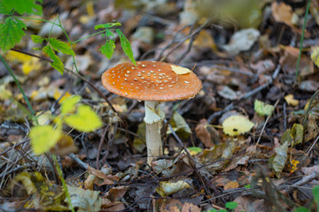 fly agaric (Amanita), inedible mushroom