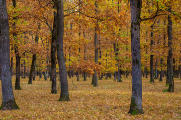 Autumn, Fall scene. Beautiful Autumnal park. Beauty nature scene. Autumn landscape, Trees and Leaves, foggy forest.