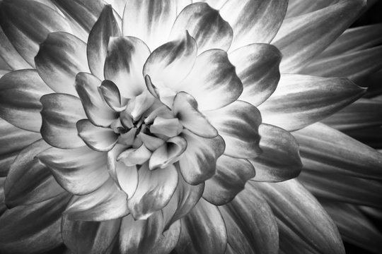 Details of dahlia fresh flower macro photography. Black and white photo emphasizing texture, contrast and intricate geometric floral patterns.