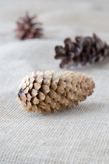 Pine Cones on Burlap